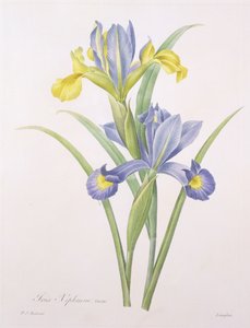 Iris xiphium ، متنوعة ، منقوش بواسطة Langlois ، من "Choix des Plus Belles Fleurs" ، 1827